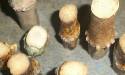 Mengaungkap Kayu Berkhasiat: Bambu Buntet