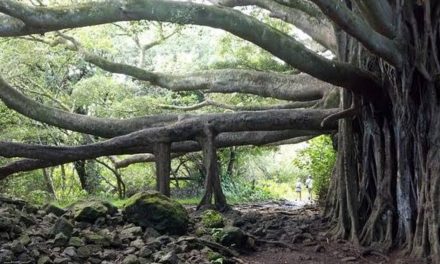 Kisah Kyai Pamungkas: LEGENDA POHON BERINGIN