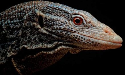 Panggonan Wingit: BIAWAK MISTERIUS PULAU RAKIT INDRAMAYU