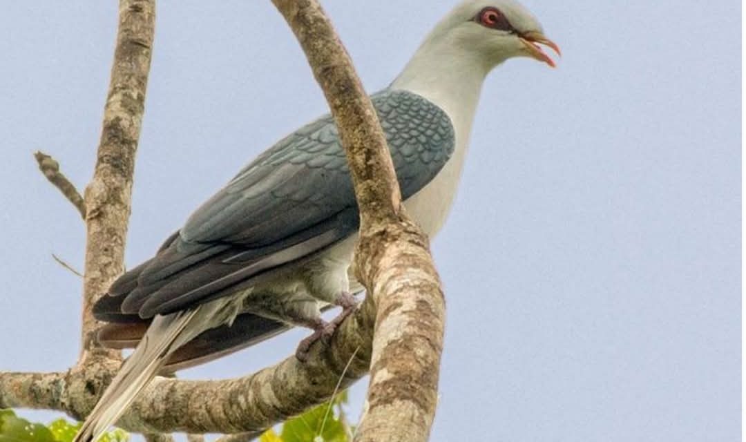 Kisah Kyai Pamungkas: MERPATI GAIB PENUNGGU MERAPI