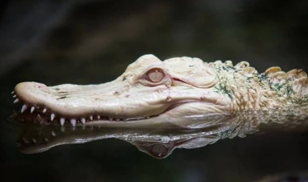 Kisah Mistis: MENIKAHI SILUMAN BUAYA SUNGAI CITARUM