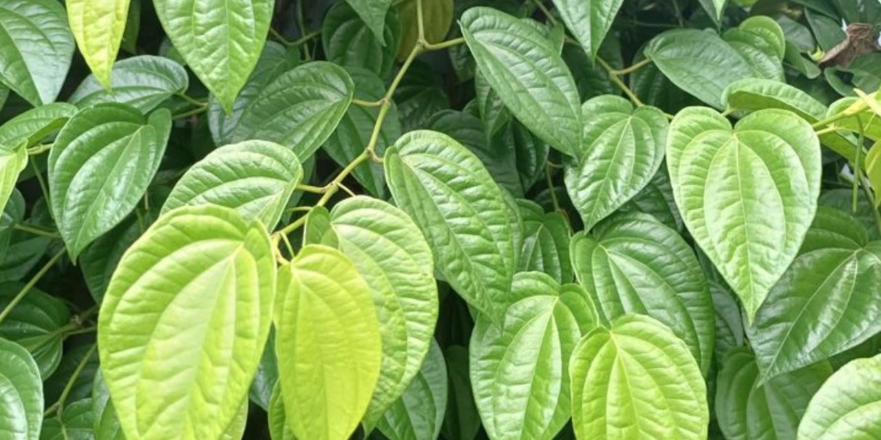 Ijazah: KHASIAT DAUN SIRIH BUAT KESEHATAN