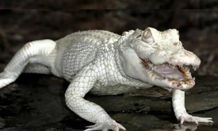 Kisah Mistis: PUTRI SILUMAN BUAYA PUTIH