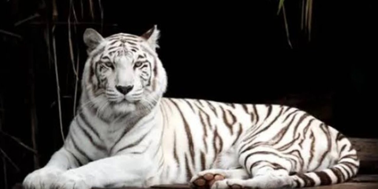 Kisah Mistis: MAUNG GAIB GUNUNG GEDE PANGRANGO