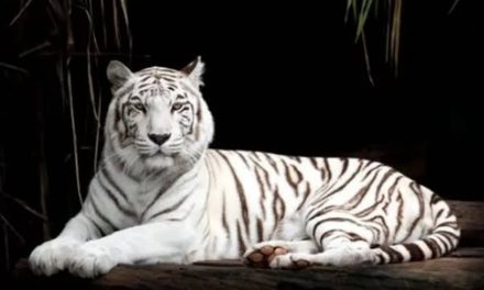 Kisah Mistis: MAUNG GAIB GUNUNG GEDE PANGRANGO